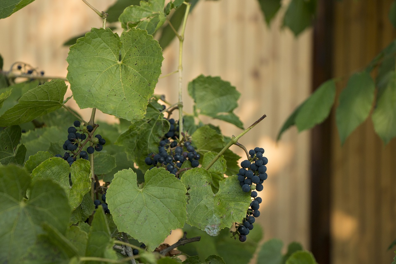 berry grapes foliage free photo