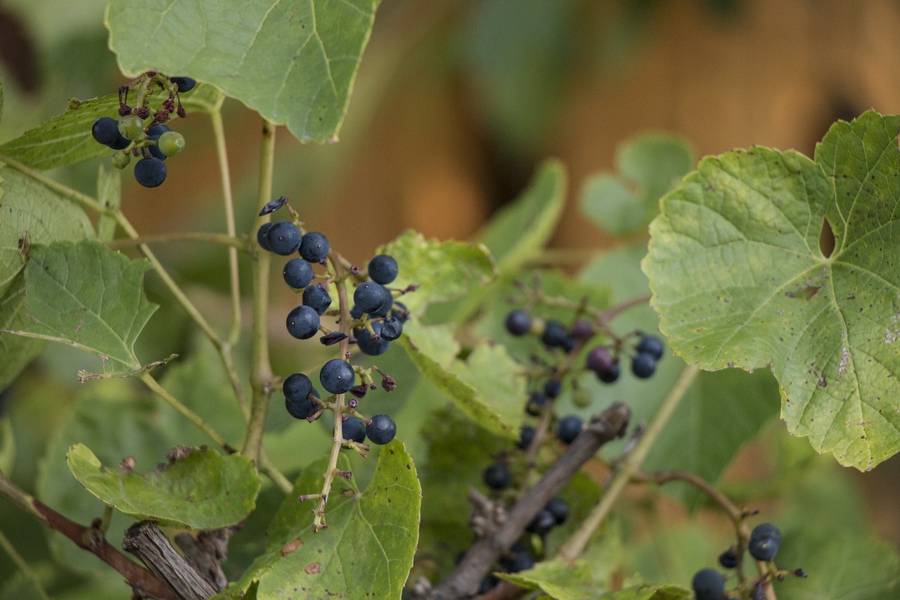 berry grapes foliage free photo