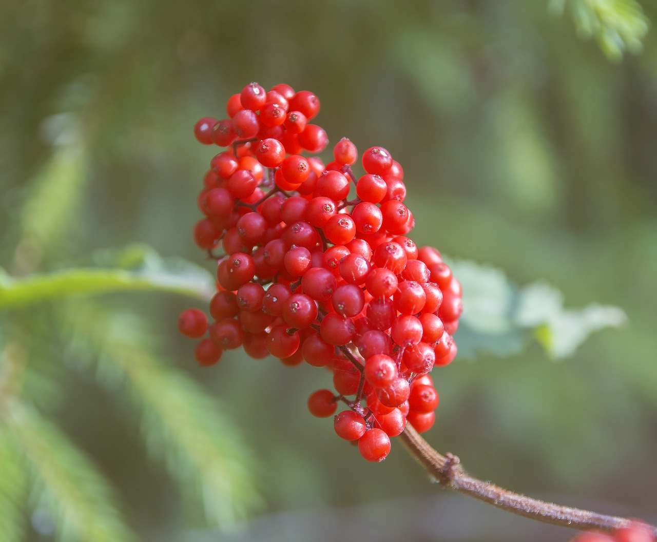 berry sambucus red berries free photo