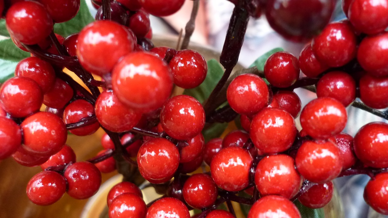 berry red bush free photo