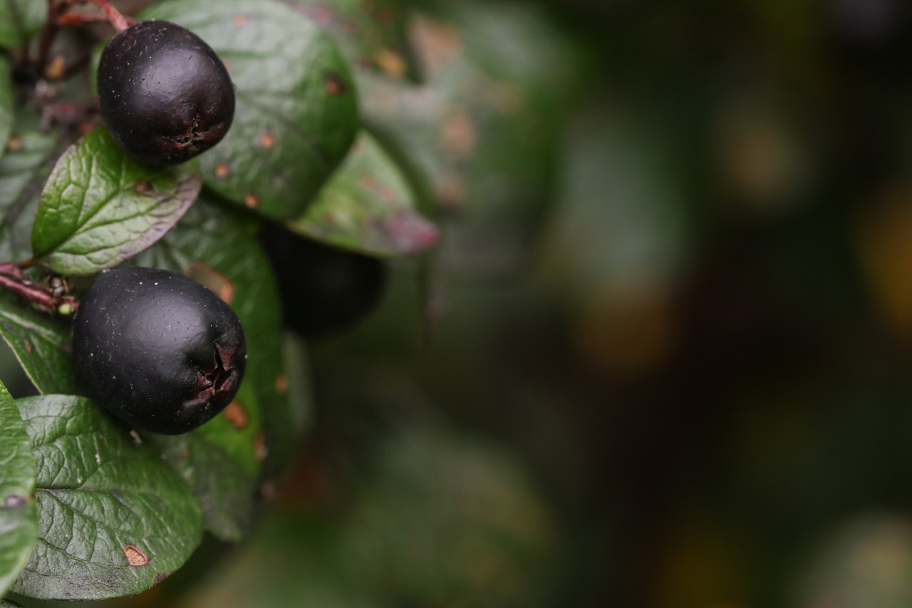 berry autumn fall free photo