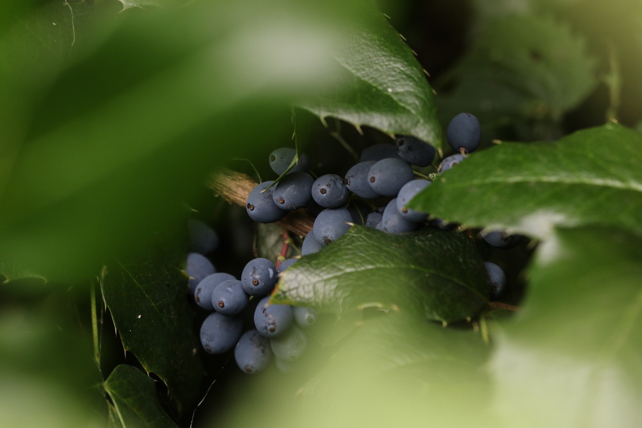 berry blue nature free photo