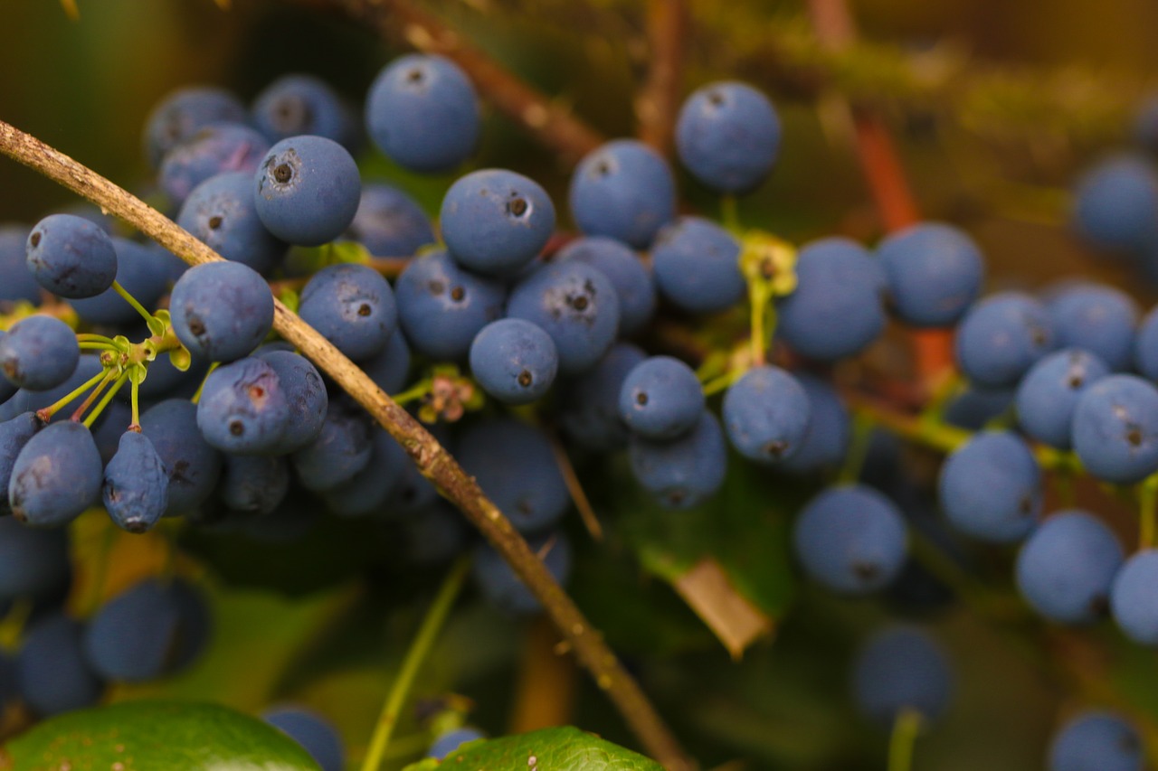 berry blue nature free photo