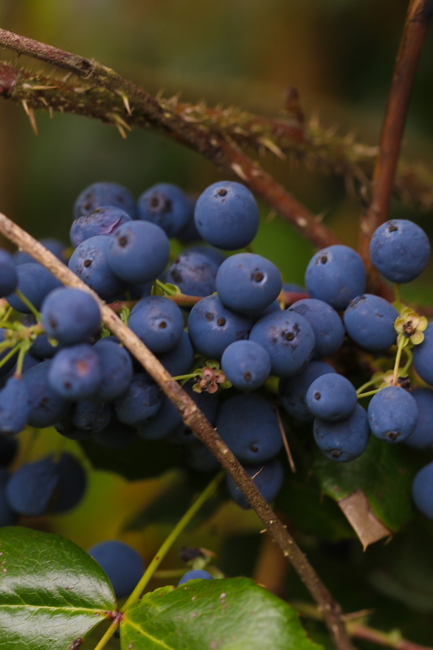 berry blue nature free photo