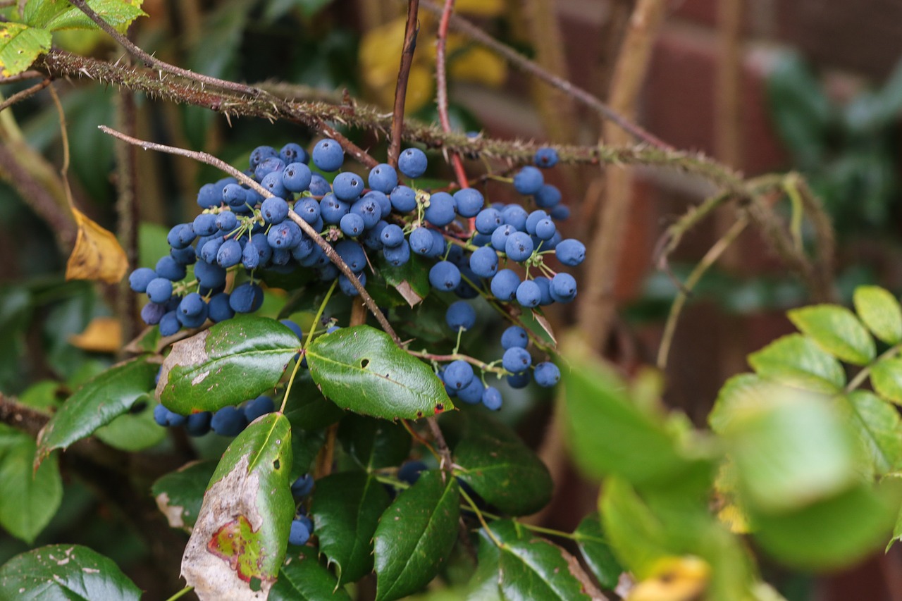 berry blue leaves free photo