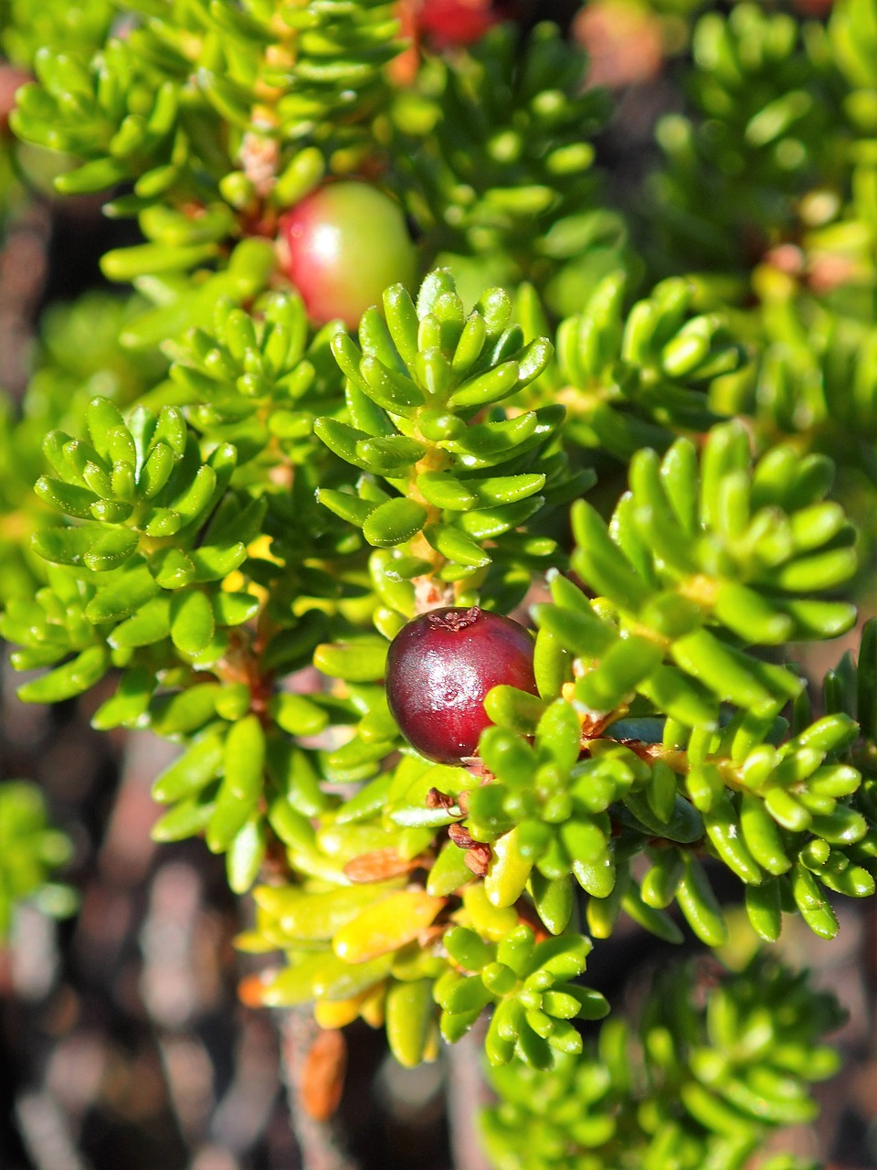 berry close-up red free photo