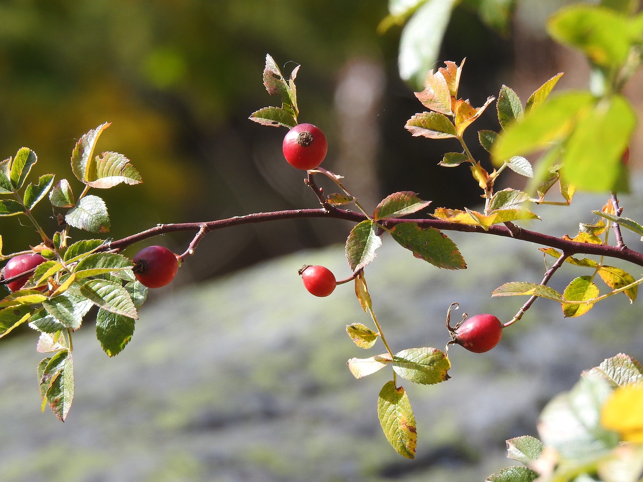 berry red autumn free photo