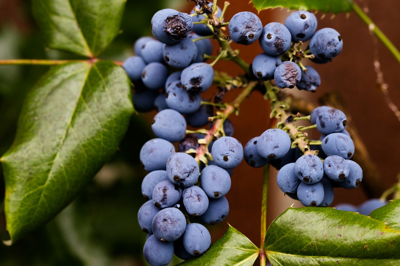 berry autumn fall free photo