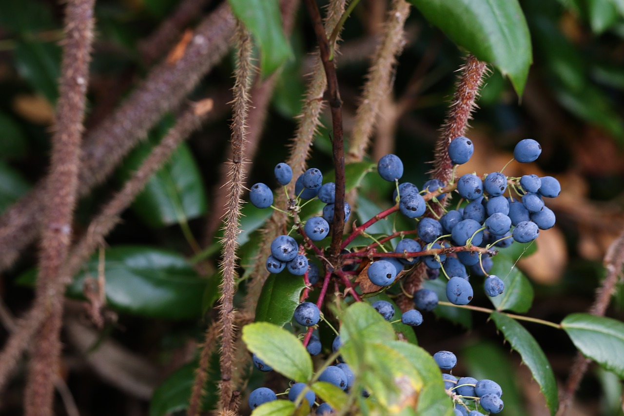 berry plant autumn free photo