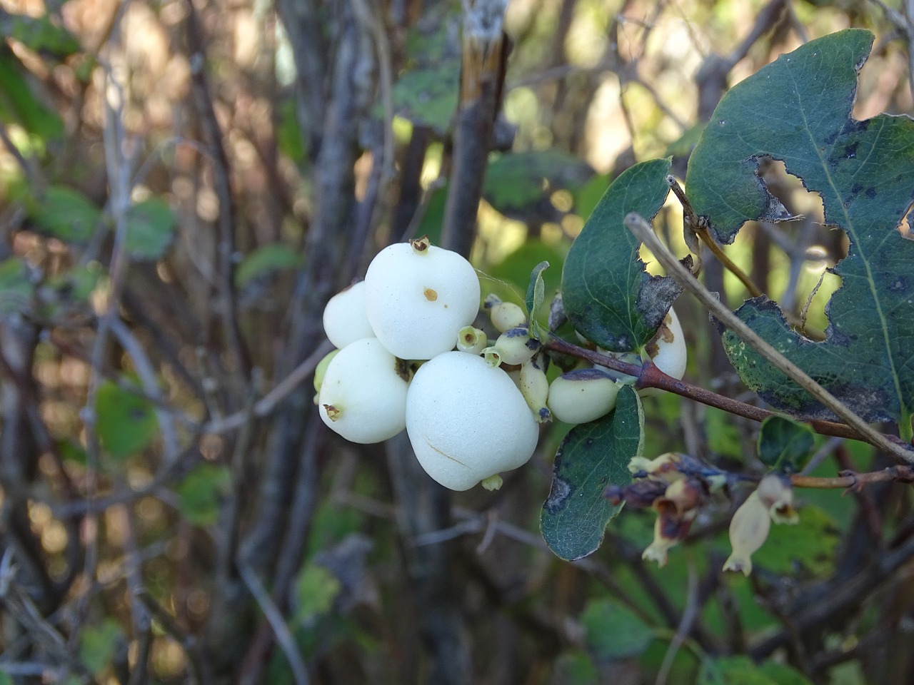 berry fetus nature free photo