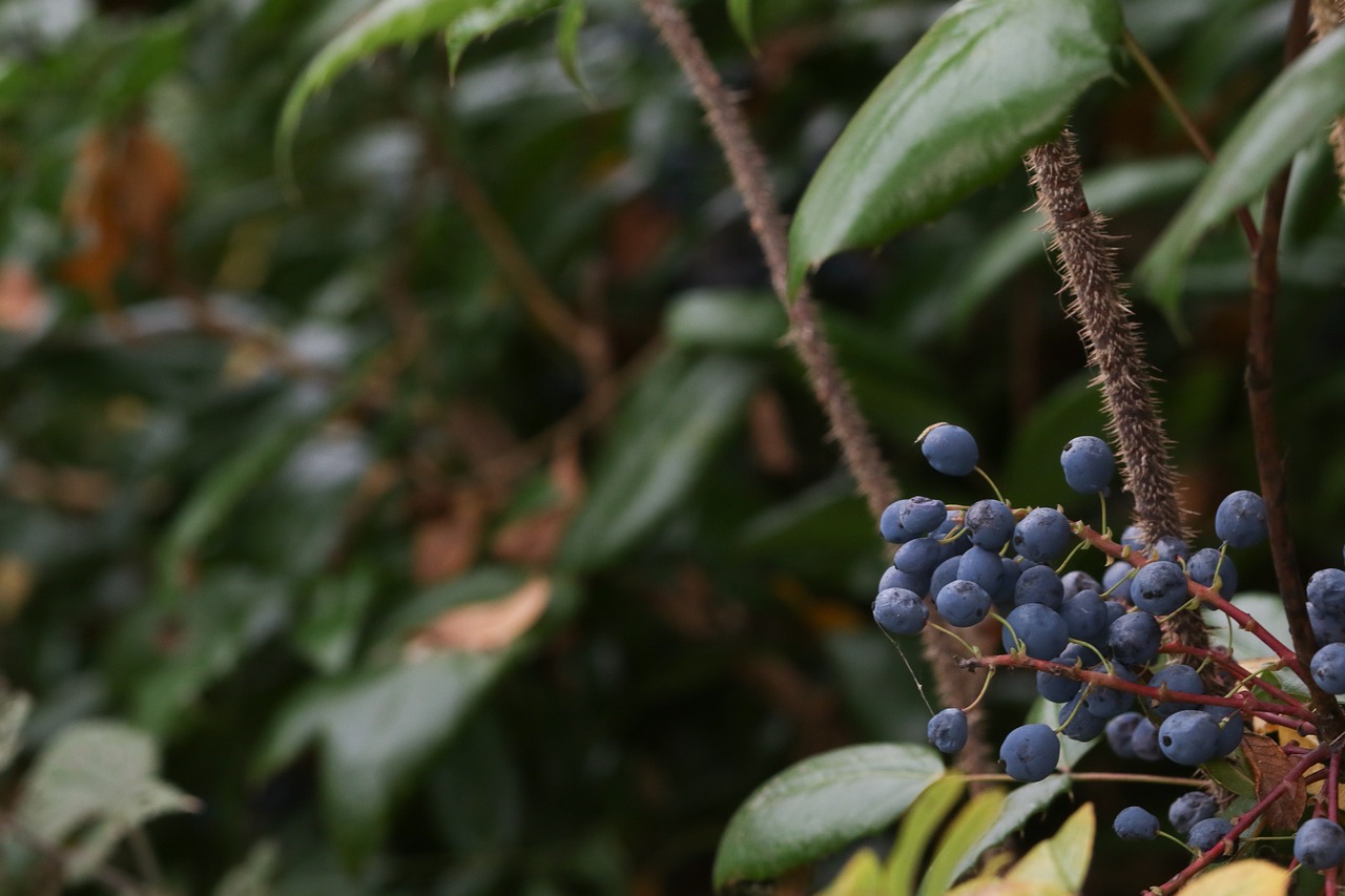 berry autumn fall free photo