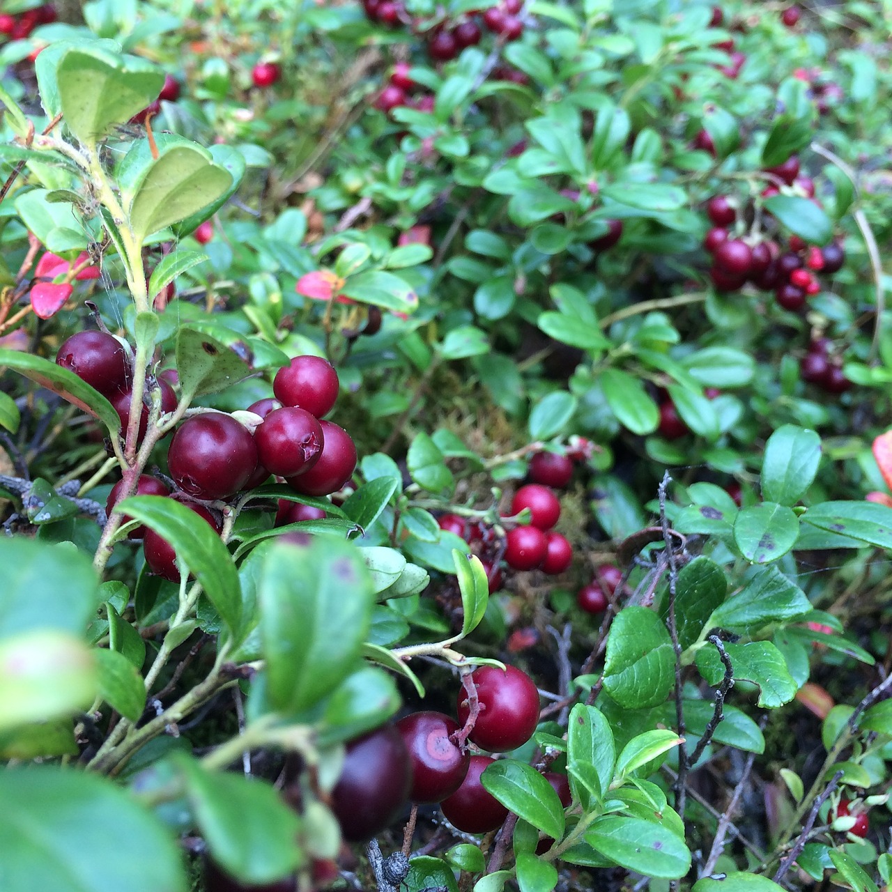 berry cranberries forest free photo