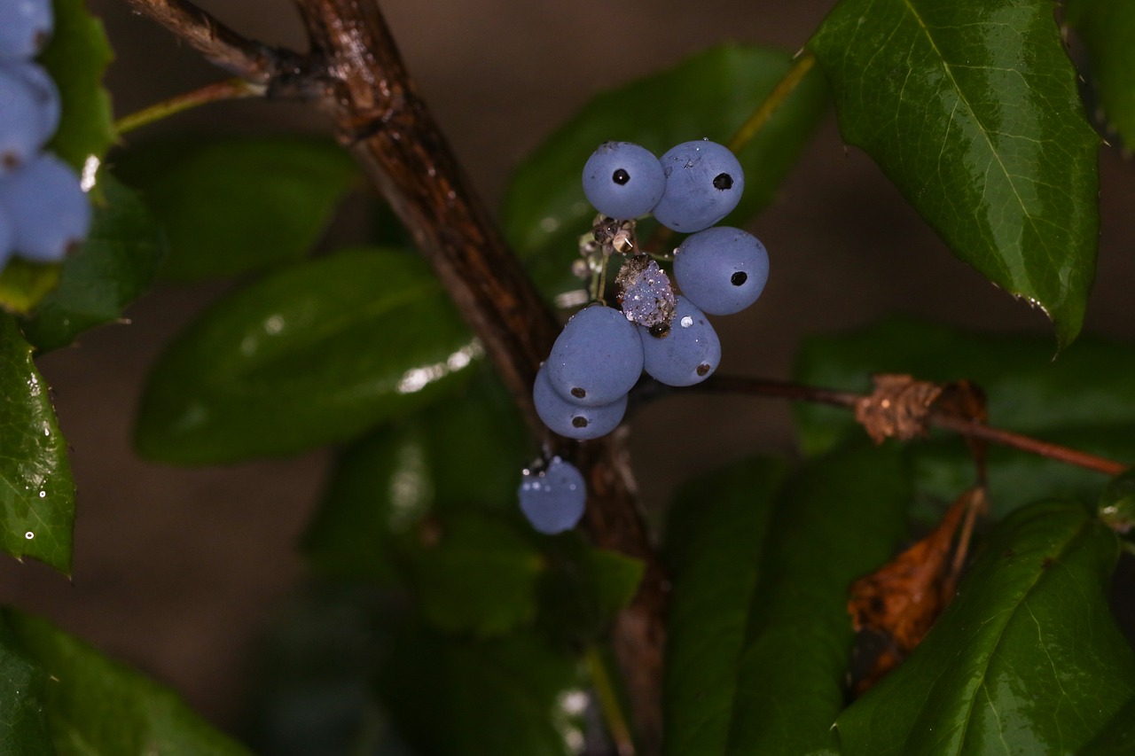 berry nature blue free photo