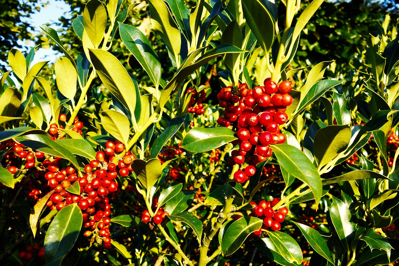 berry fruit food free photo