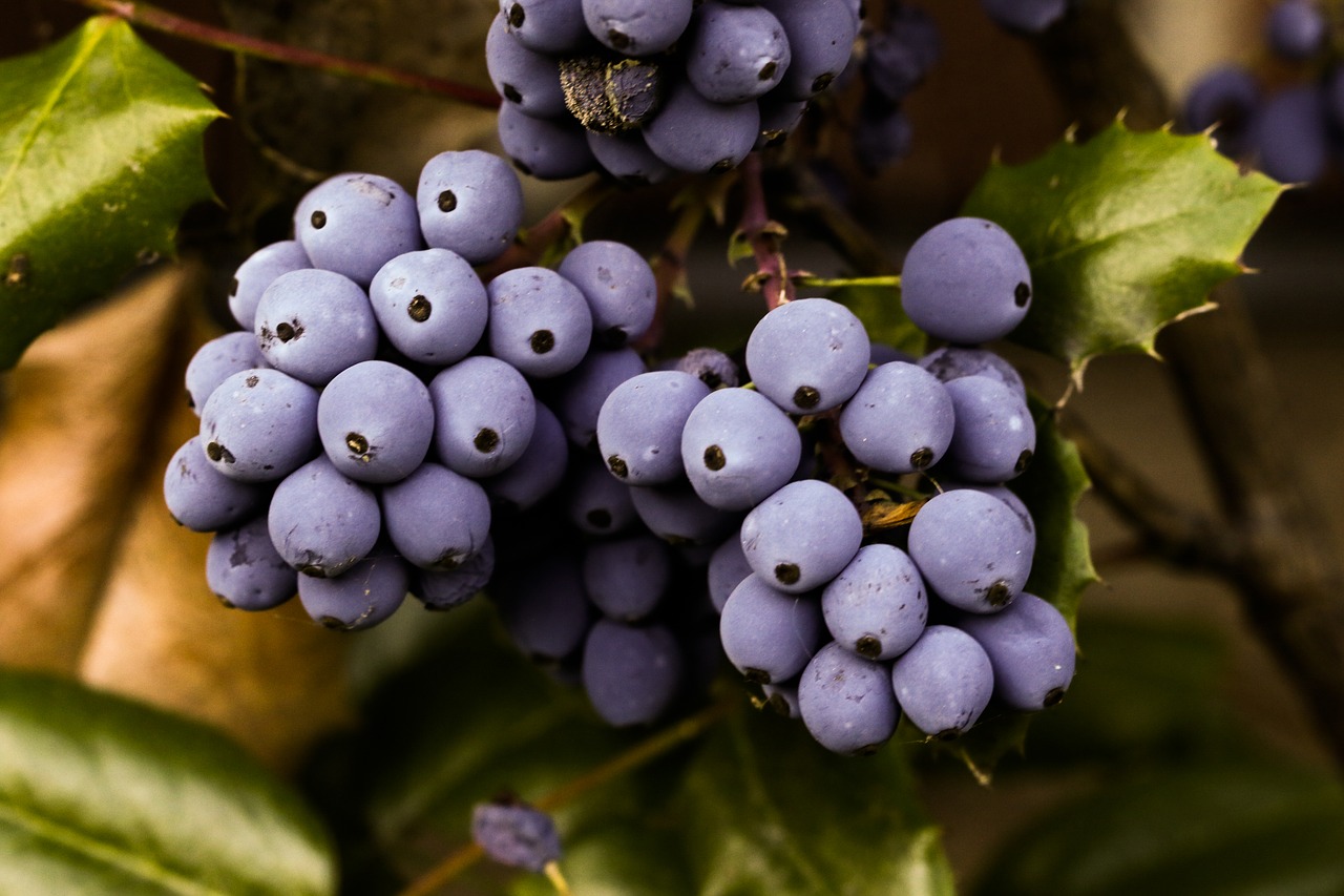 berry blue plant free photo