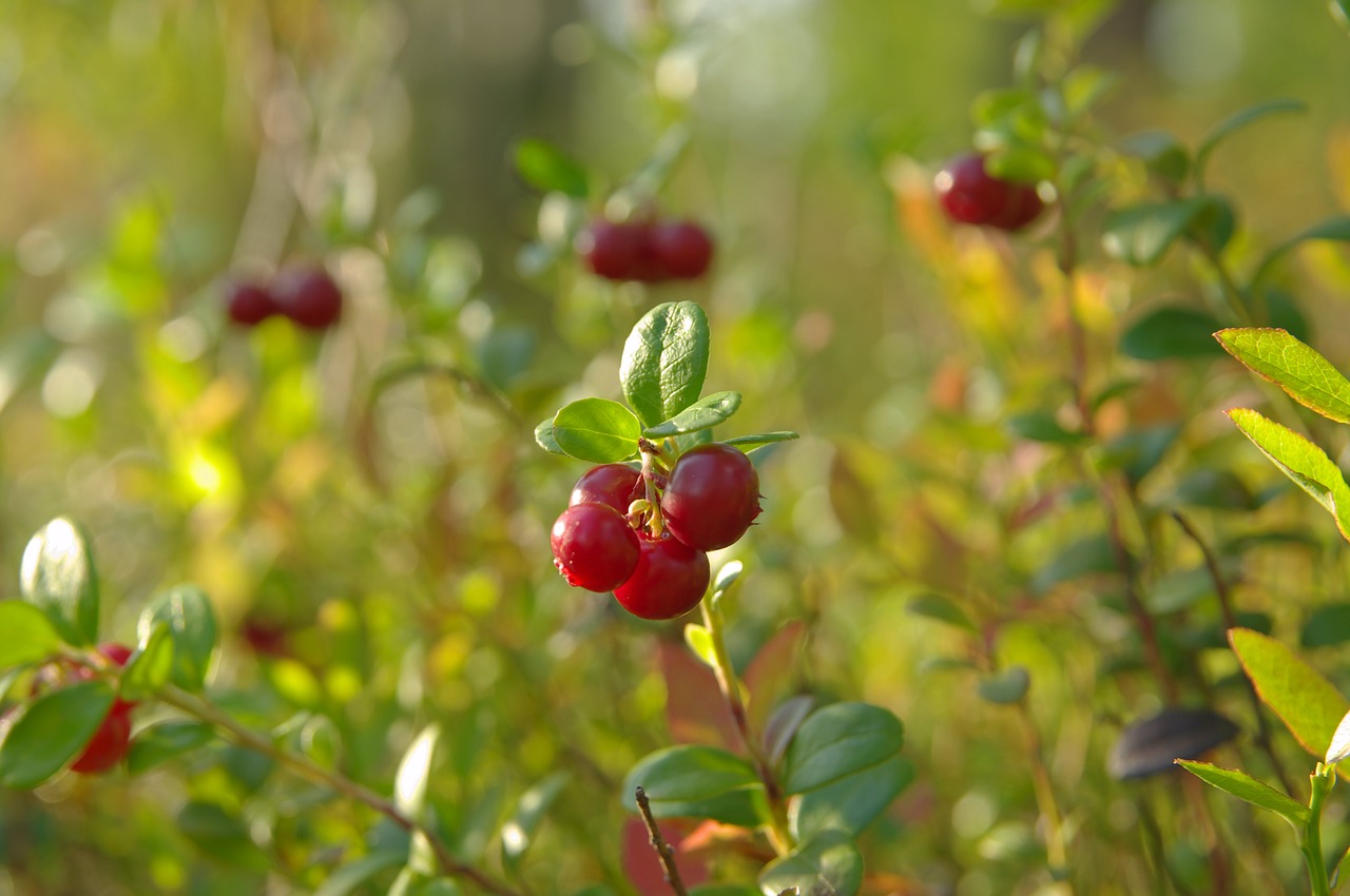 berry cranberries macro free photo