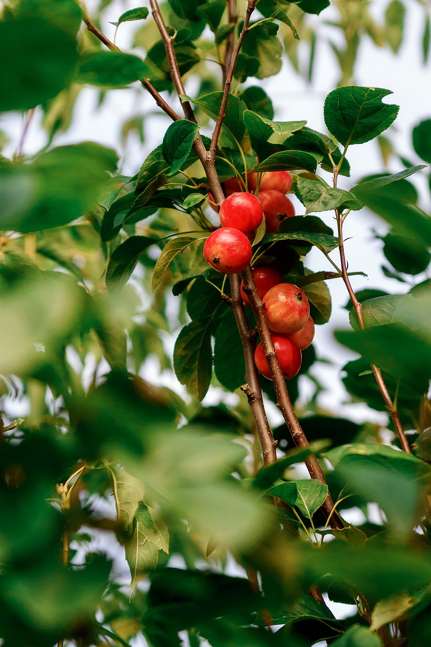 berry forest in the summer of free photo