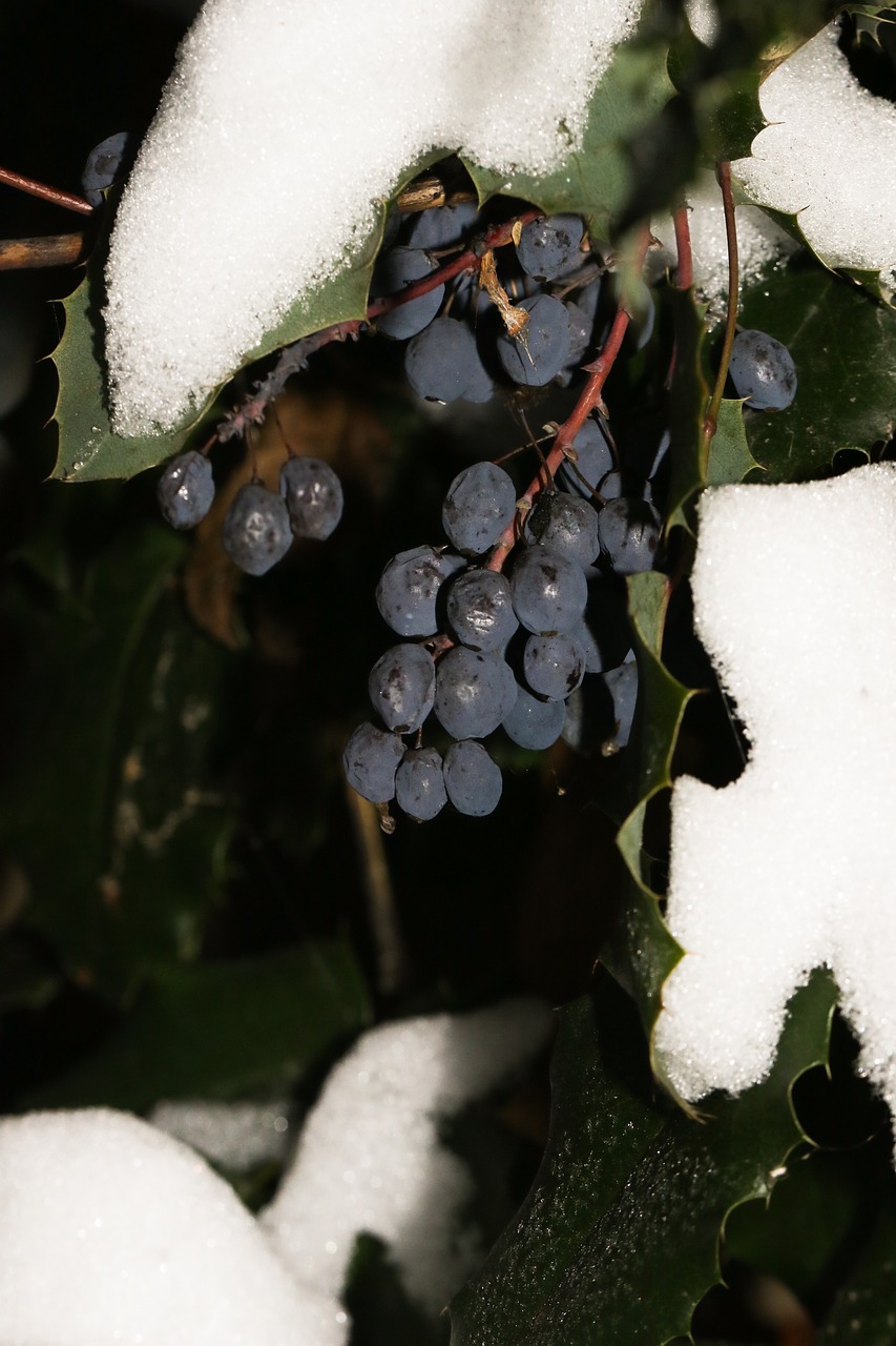 berry winter snow free photo