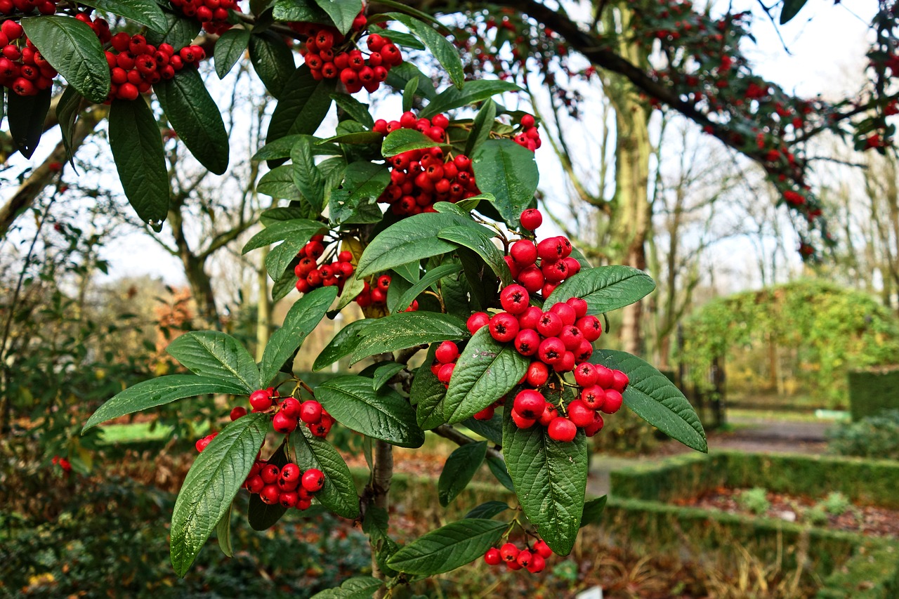 berry red berry fruit free photo