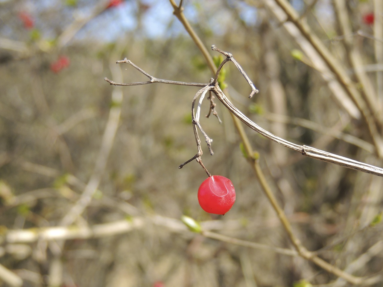 berry red bush free photo