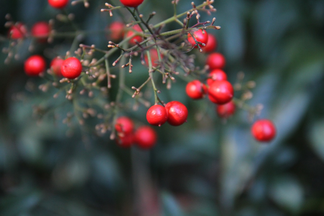 berry tree nature free photo