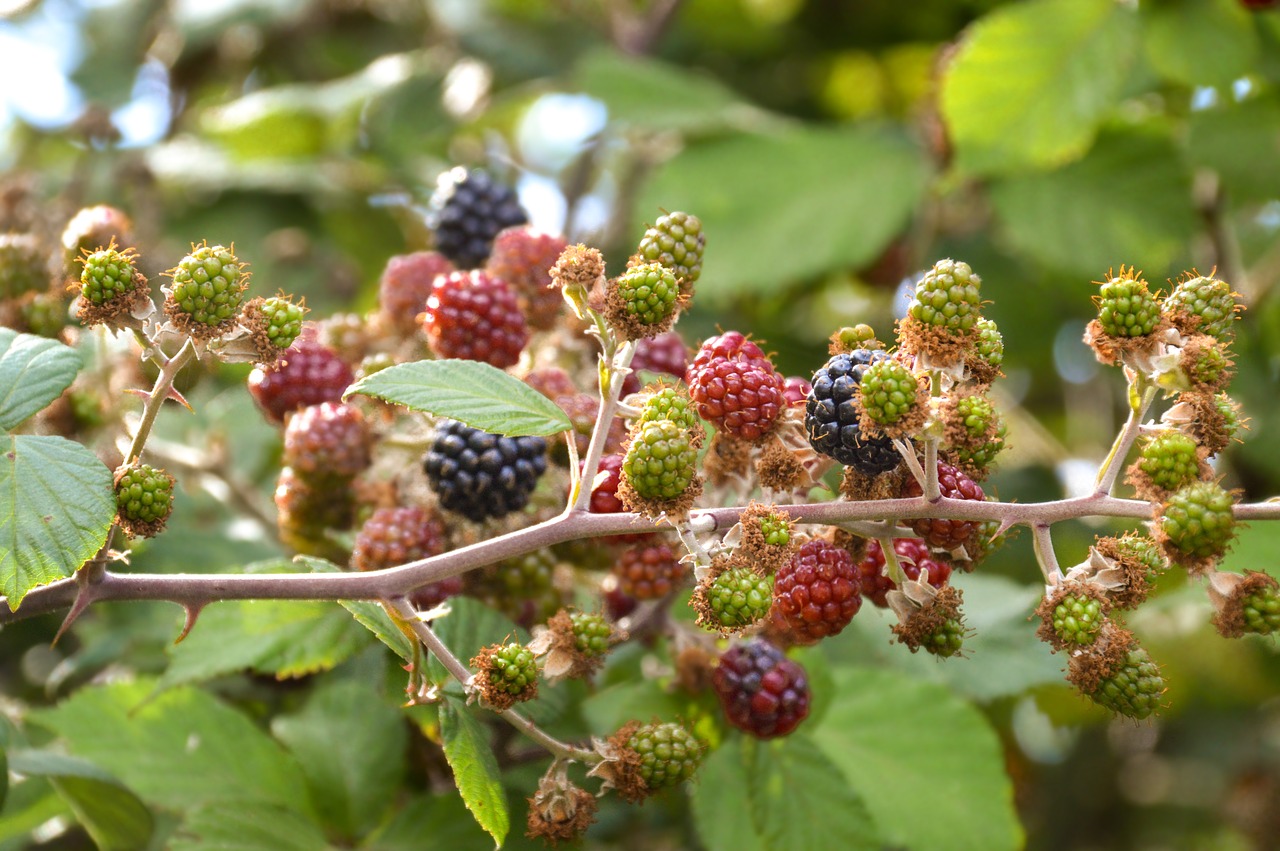 berry  nature  fruit free photo