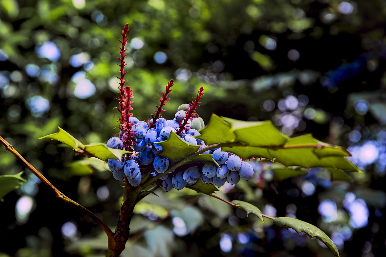 berry  plant  nature free photo