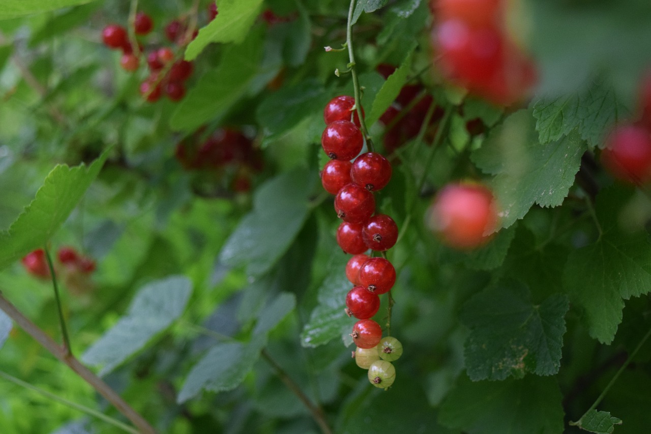 berry  currant  red currant free photo