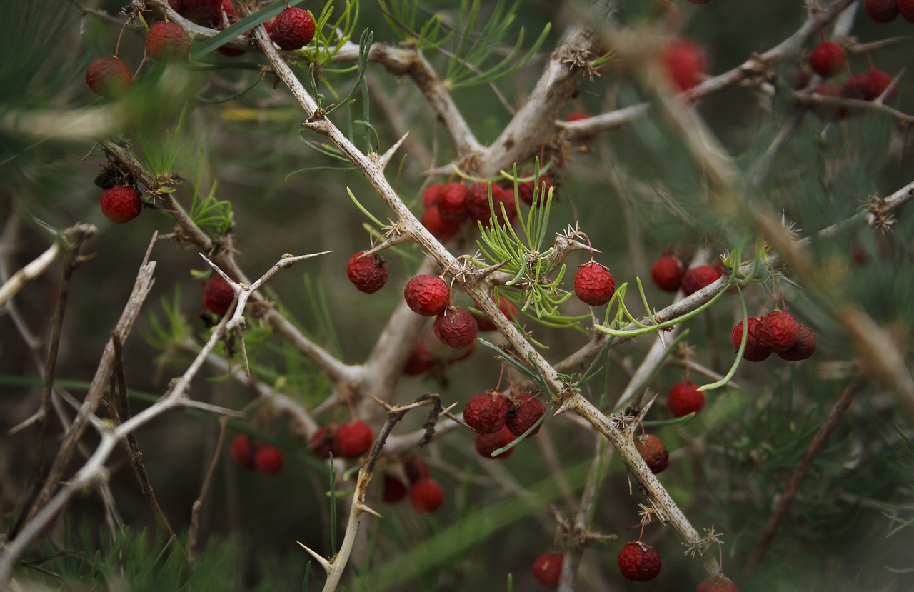 berry  nature  winter free photo