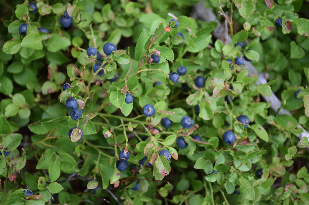 berry  leaf  forest free photo