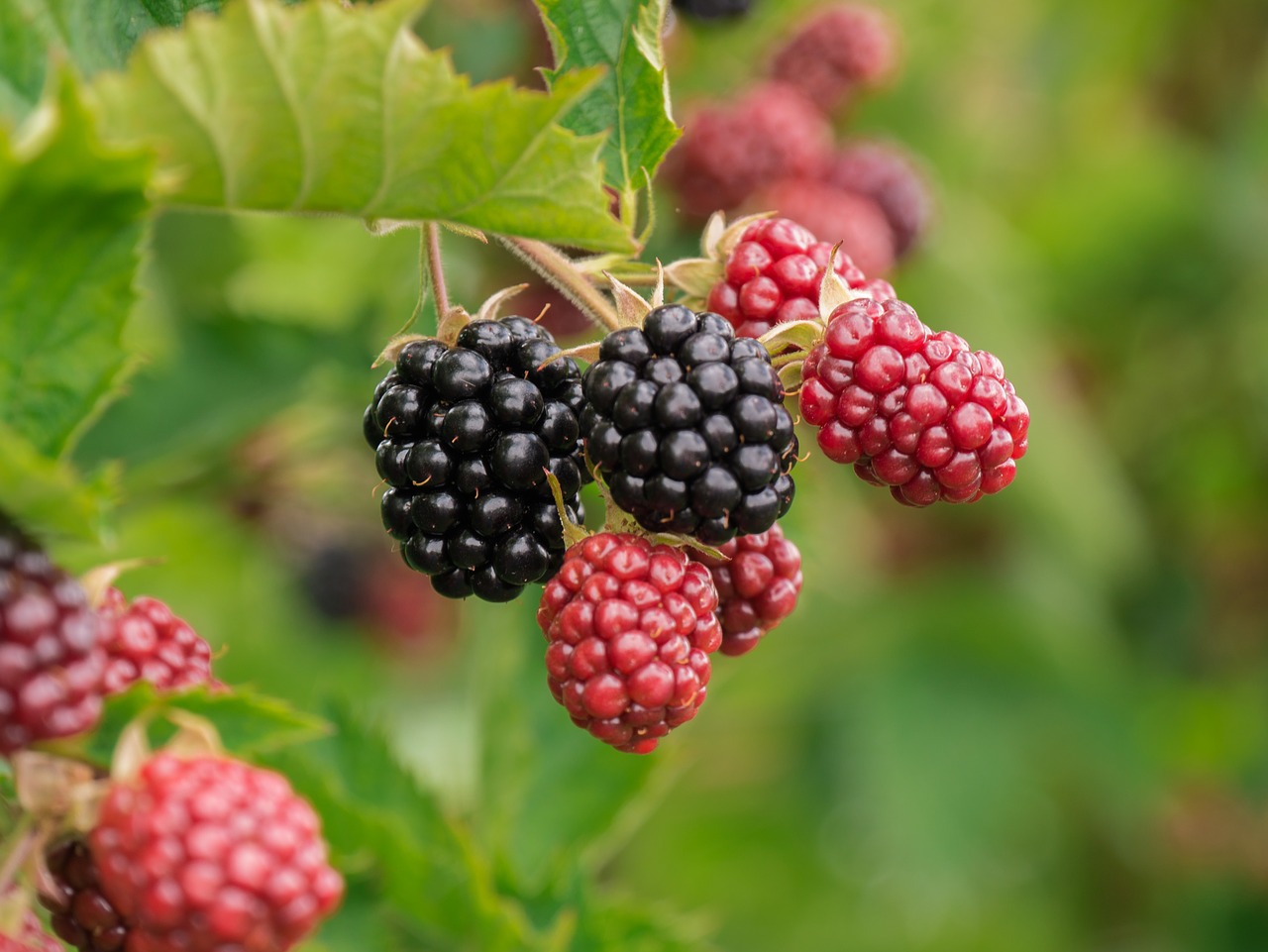 berry  blackberries  fruit free photo
