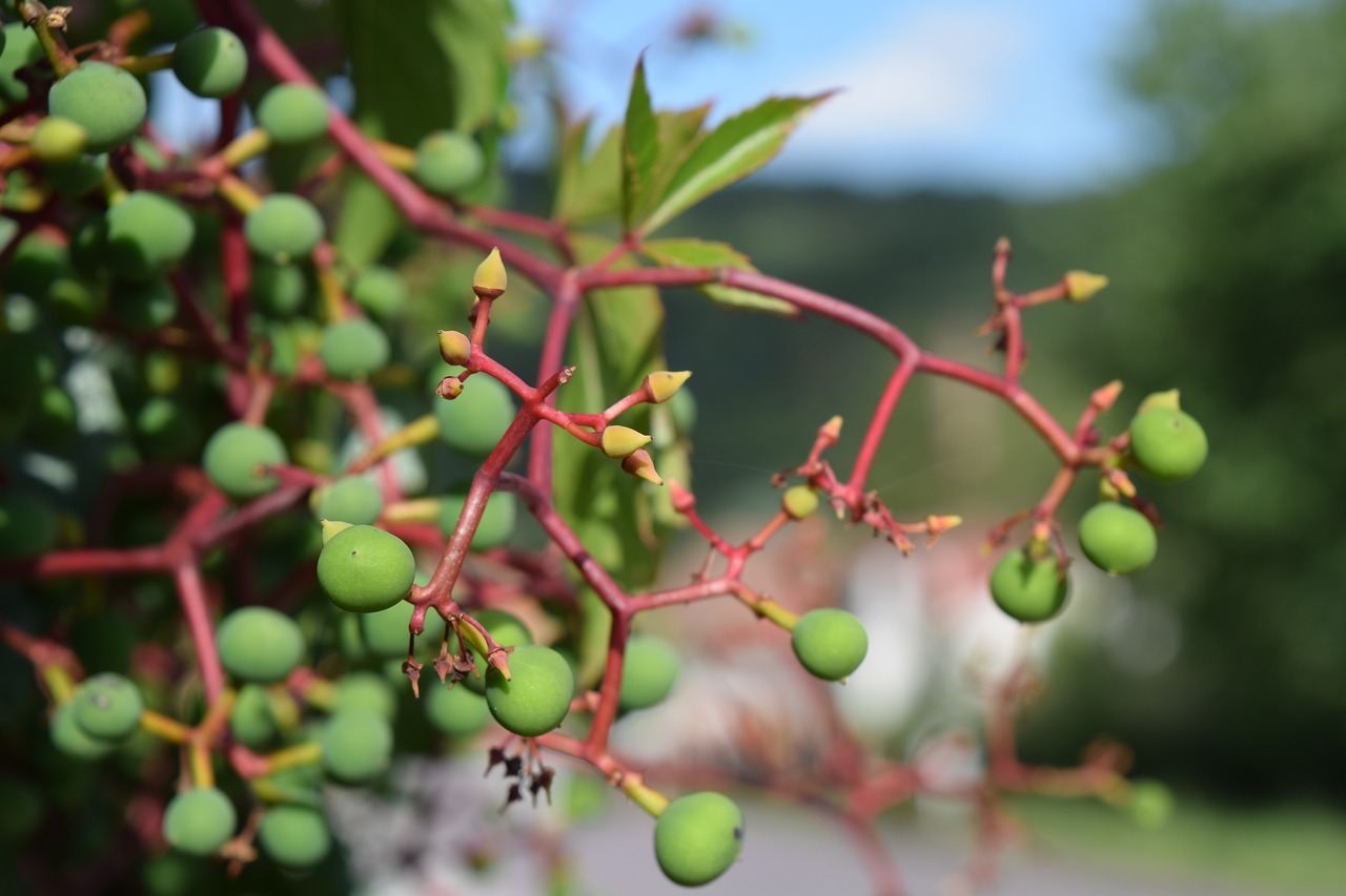 berry  nature  close-up free photo