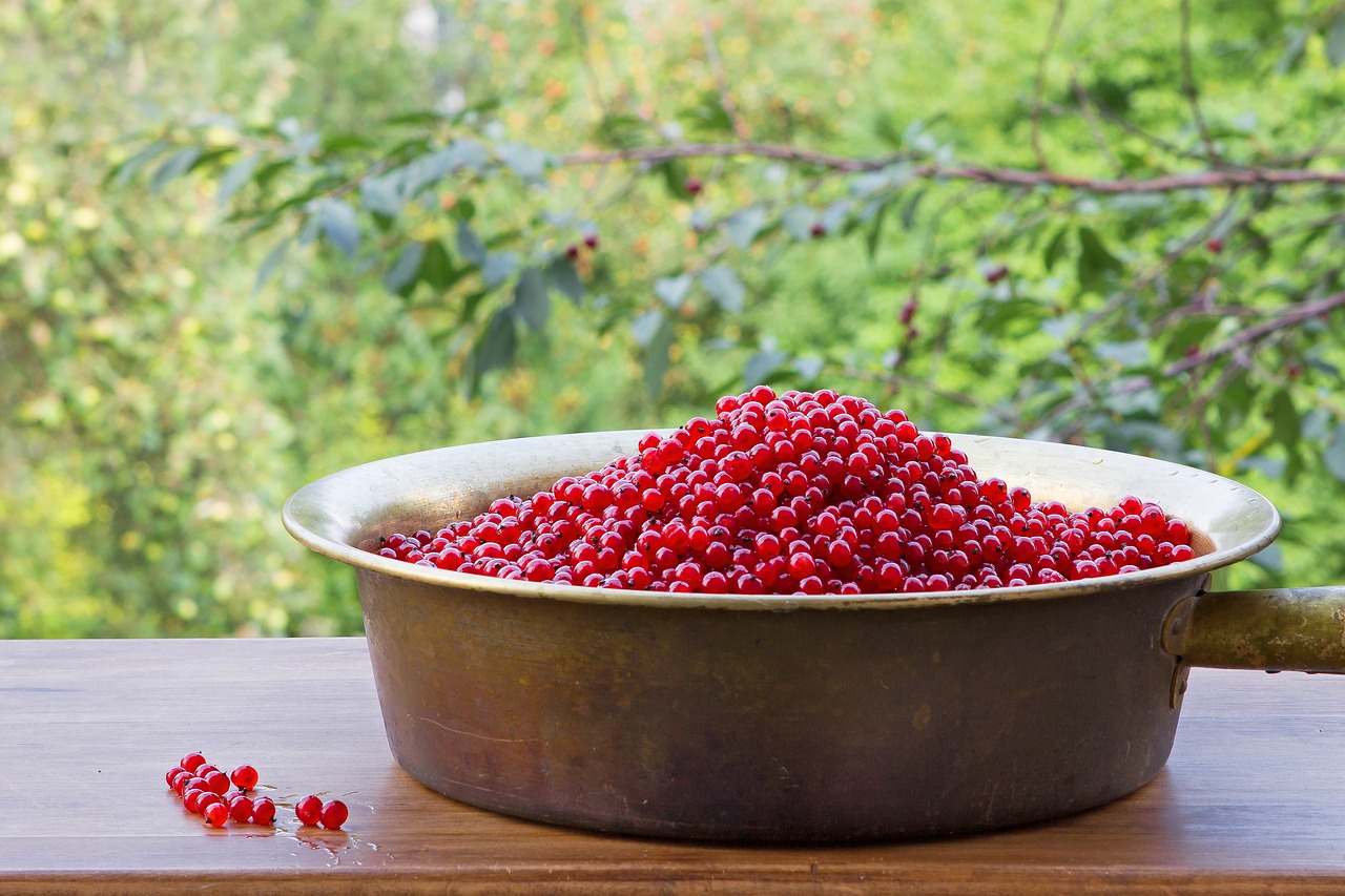 berry  red  currant free photo