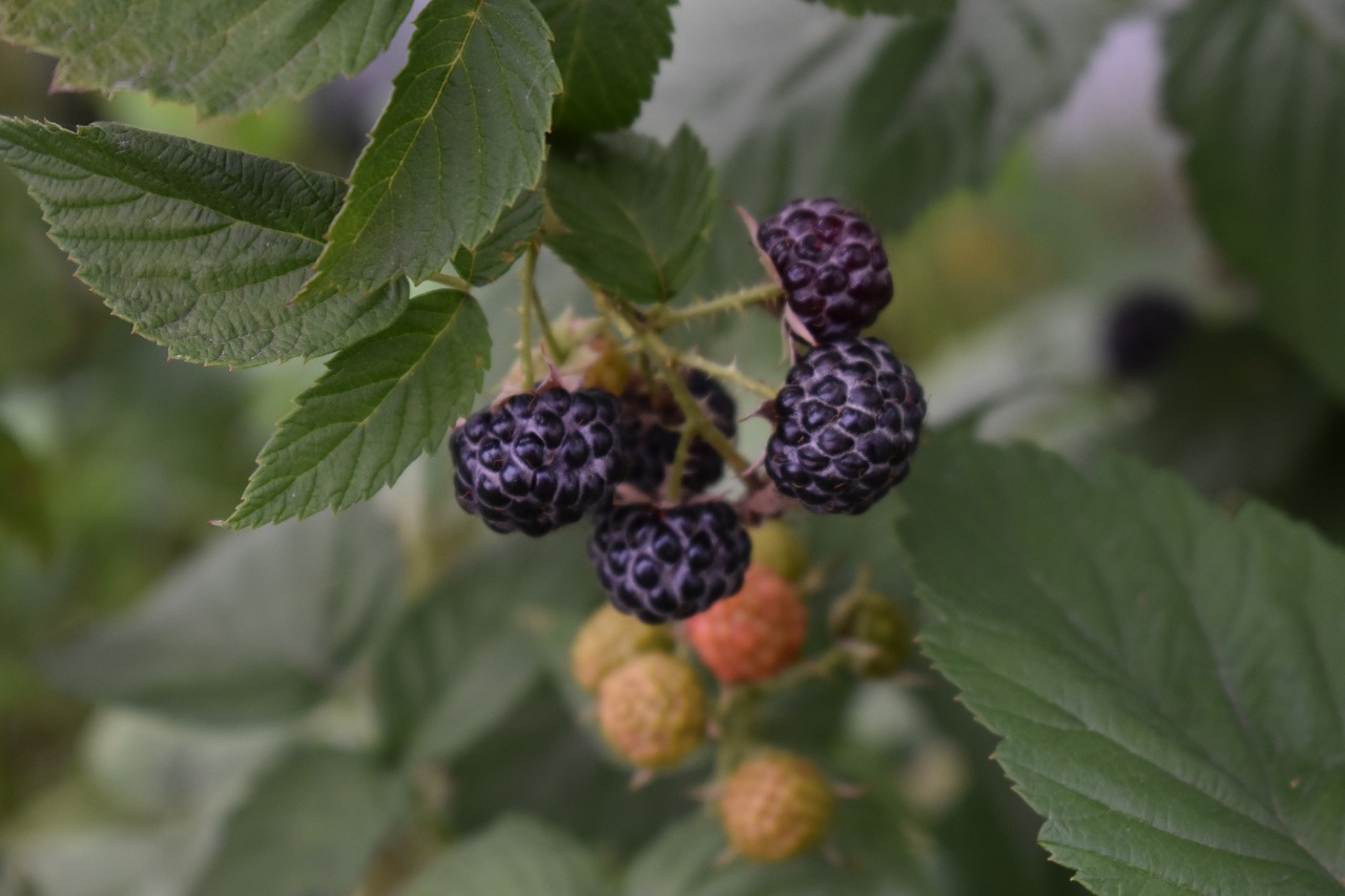 berry  hybrid  blackberry free photo