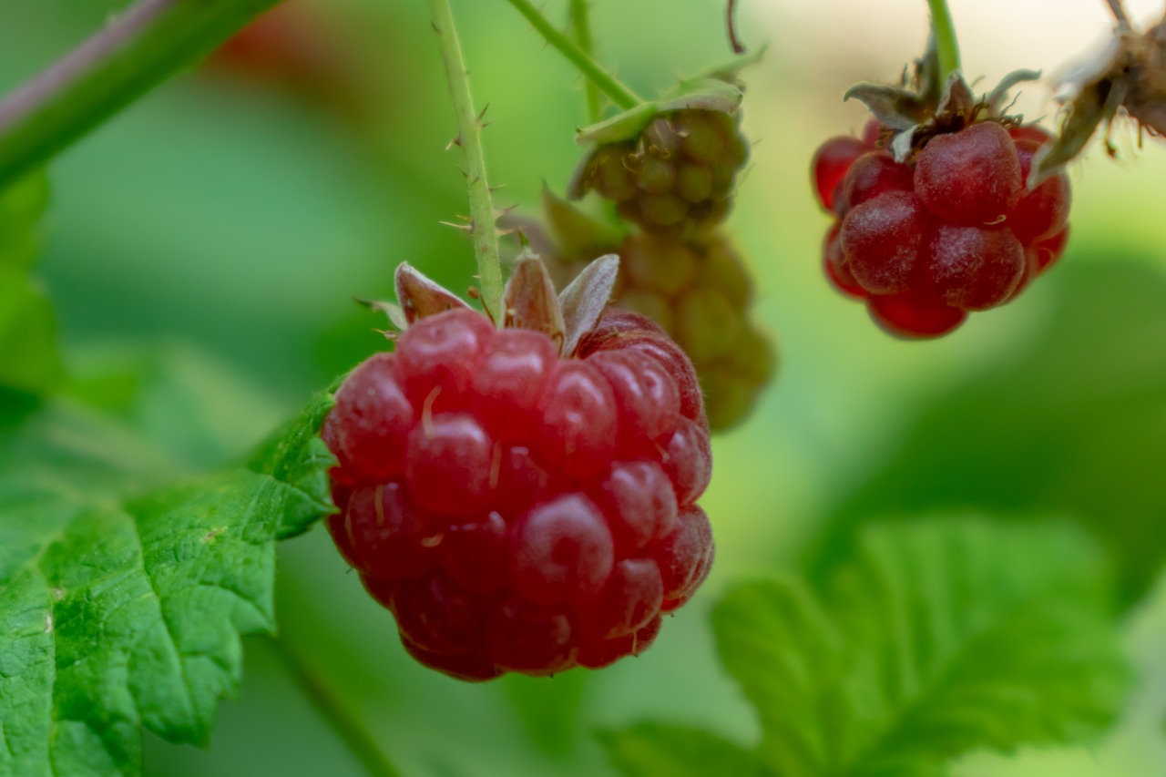 berry  fruit  nature free photo