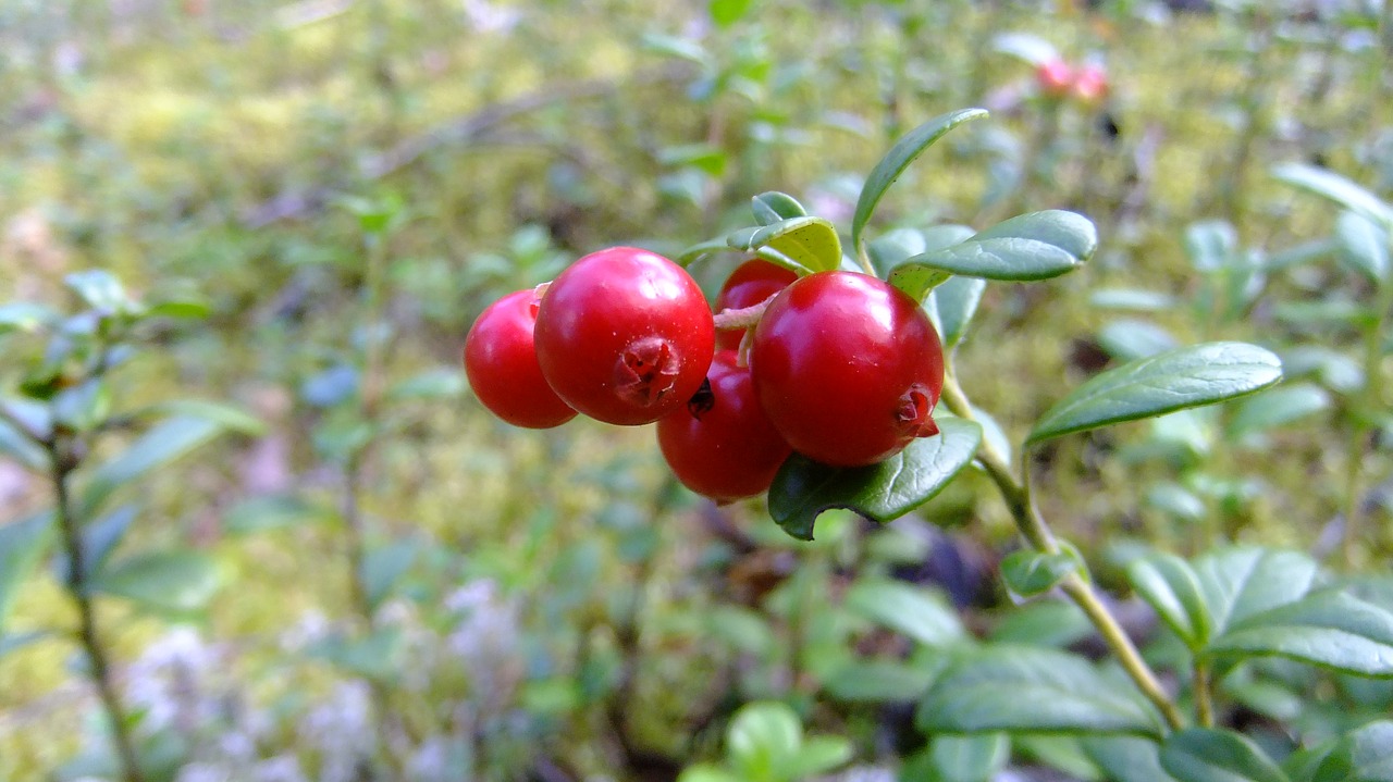 berry  cranberries  red free photo