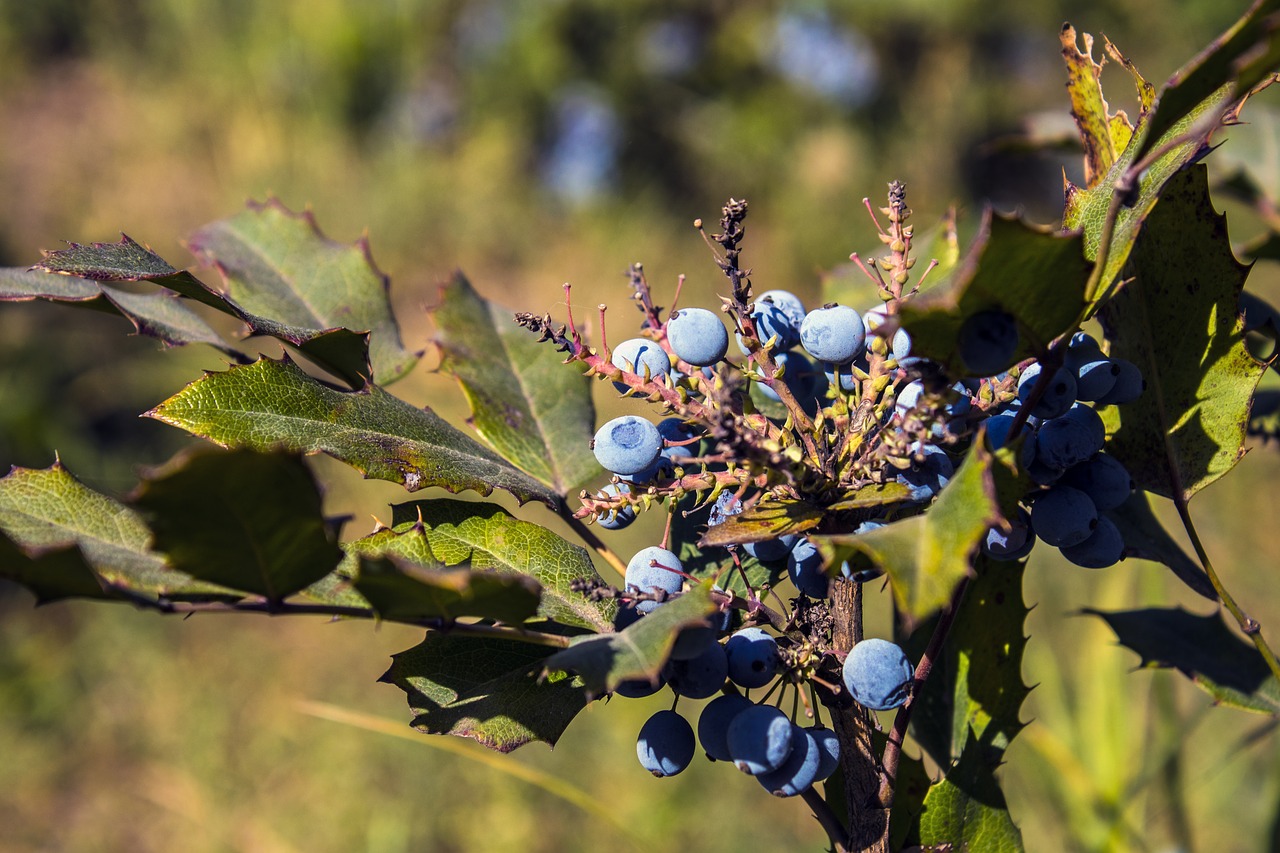 berry  nature  ripe free photo