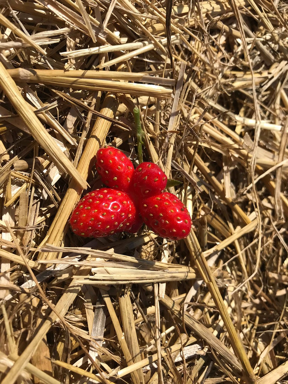 berry  strawberry  red free photo