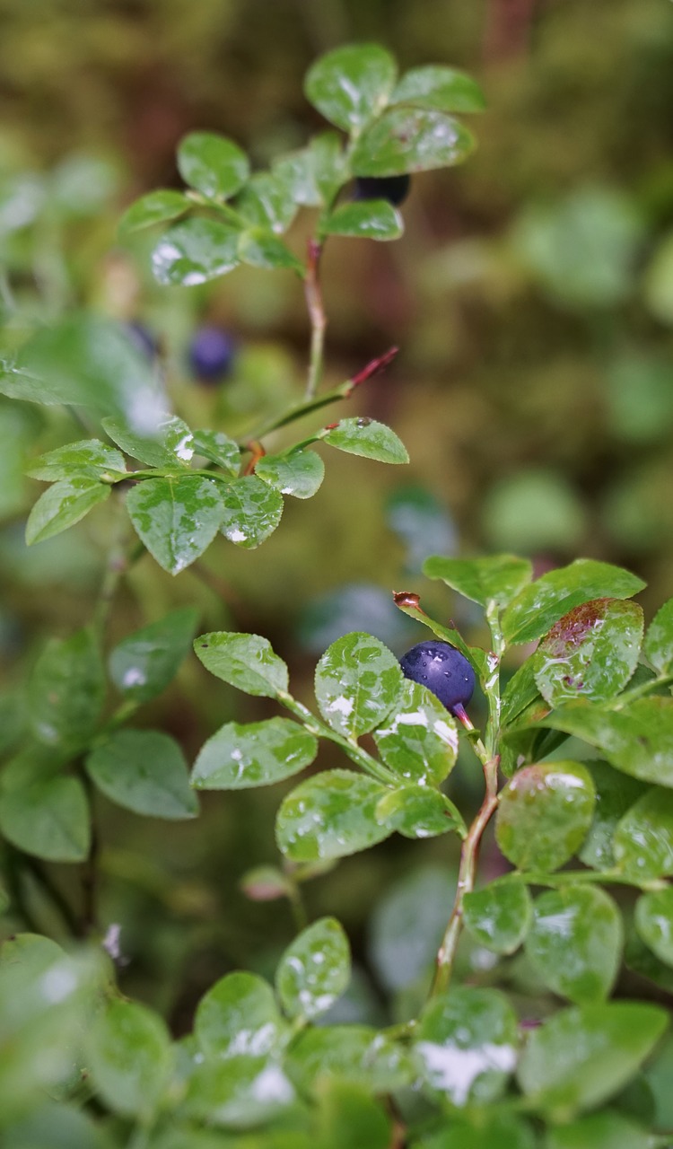 berry  summer  vitamin free photo