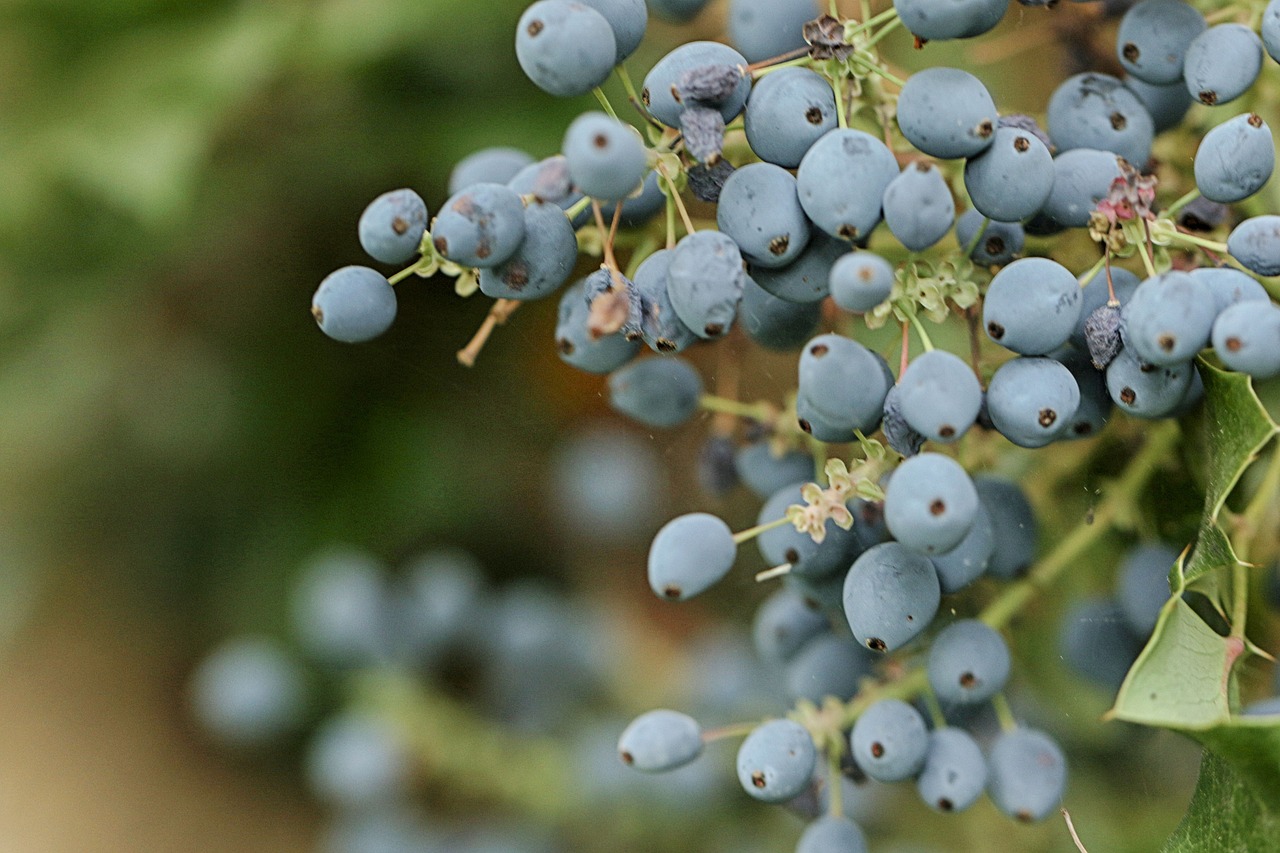 berry  nature  bush free photo