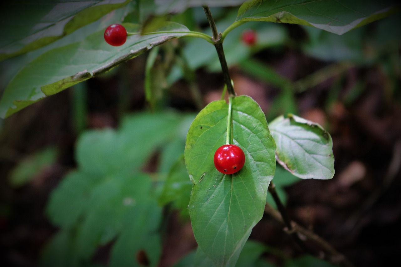 berry  fruit  fresh free photo