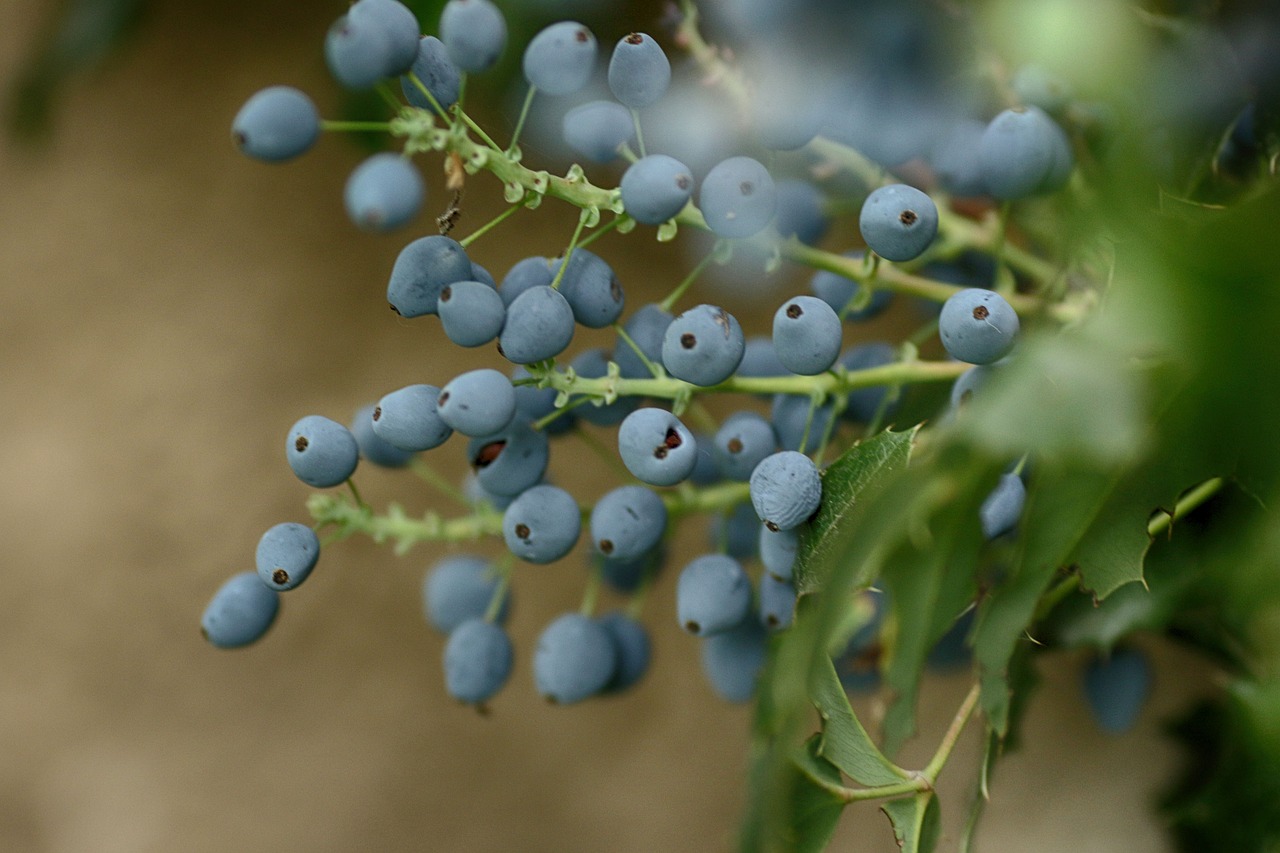 berry  fruit  blue free photo