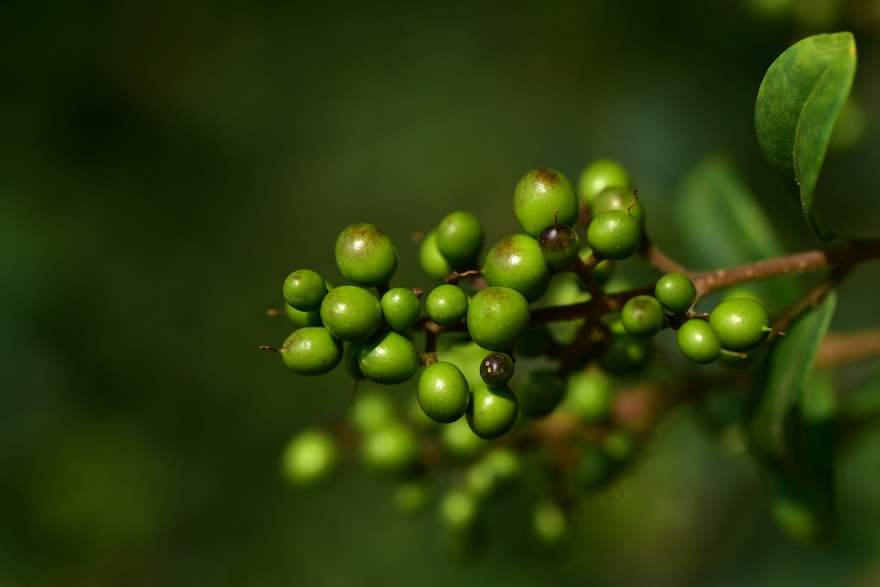 berry  green  small free photo