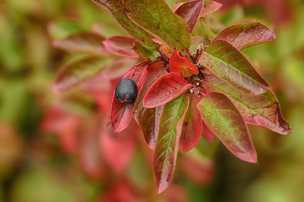 berry  autumn  leaf free photo