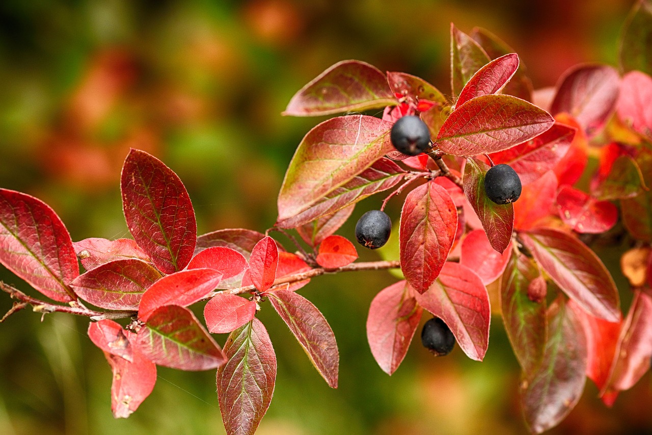 berry  autumn  leaf free photo