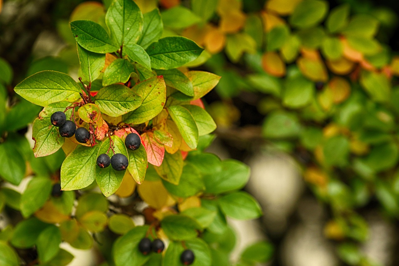 berry  autumn  leaf free photo