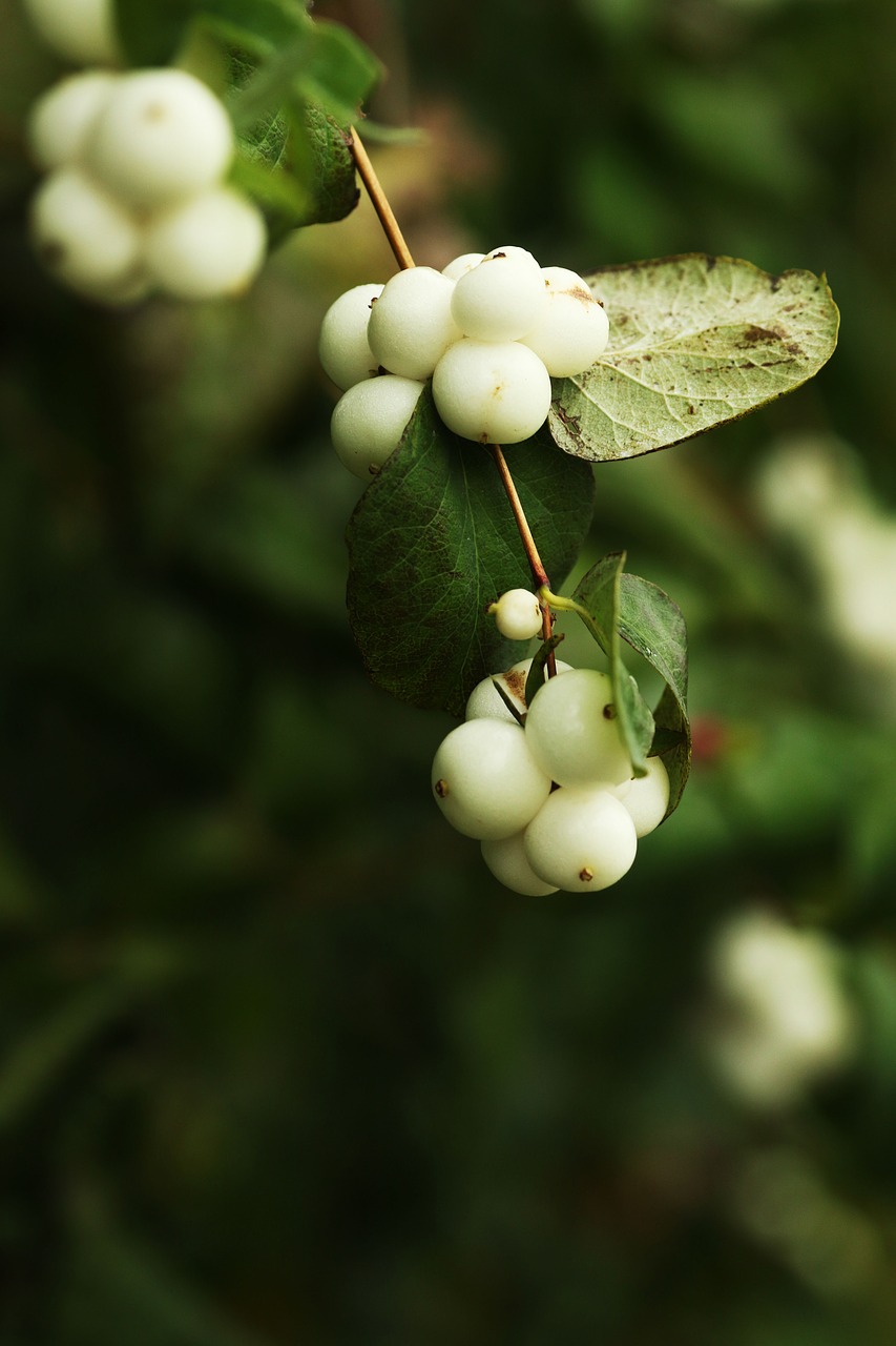 berry  fall  autumn free photo