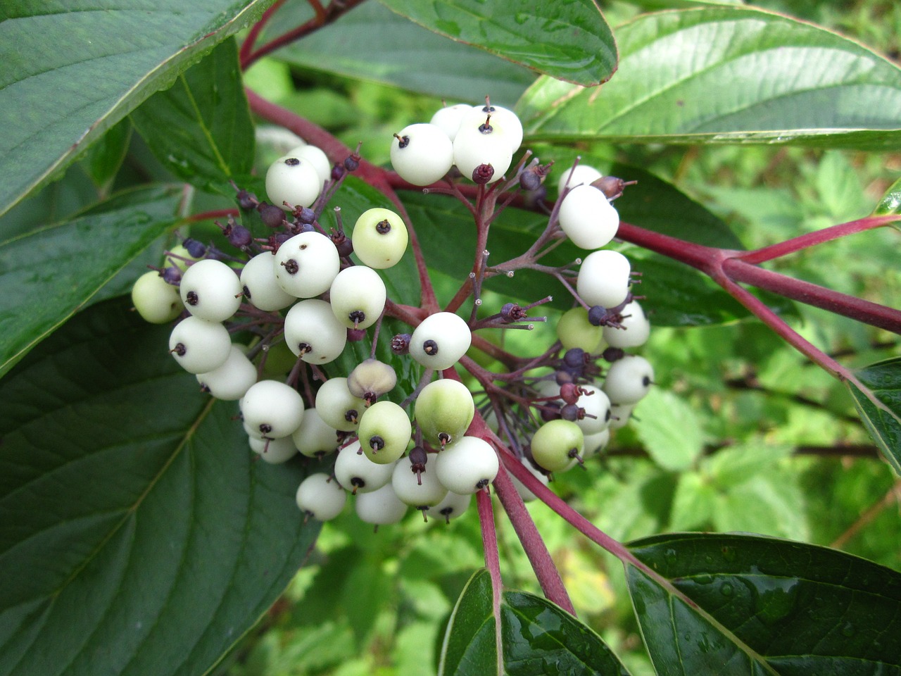 berry  bush  plant free photo