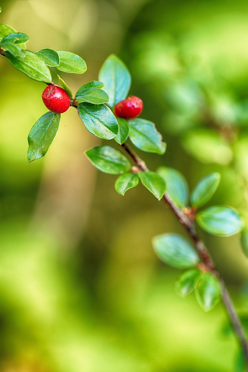 berry  nature  red free photo