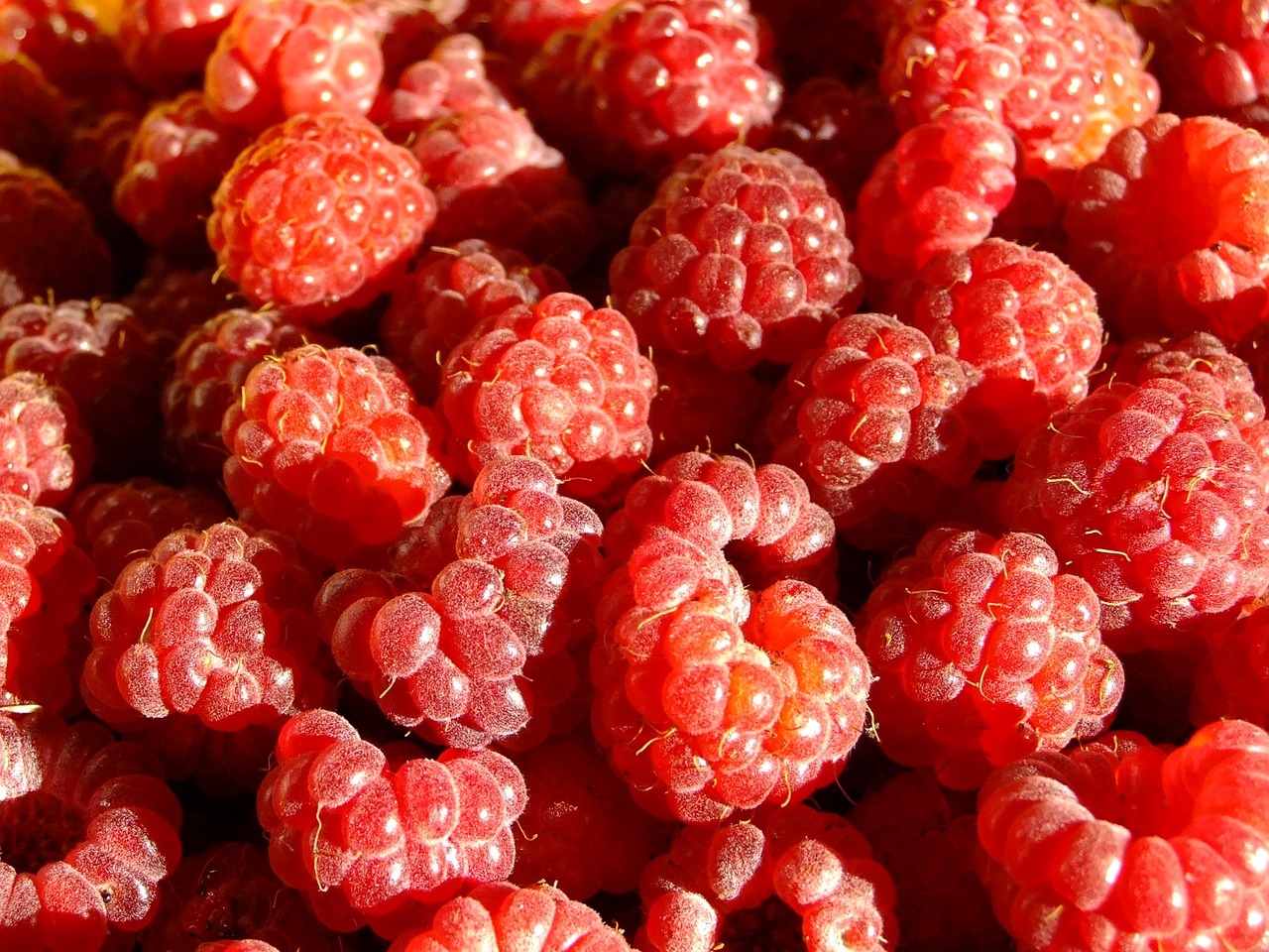 berry  raspberry  nutrition free photo
